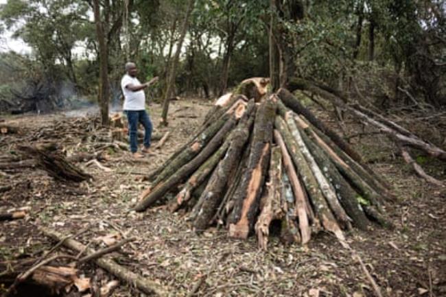 A man stands in front of a pile of timber in a forest clearing