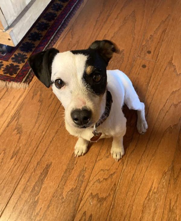 Finney survived after spending more than 10 weeks by the side of her owner, Rich Moore, who died of hypothermia while hiking in the Colorado mountains.