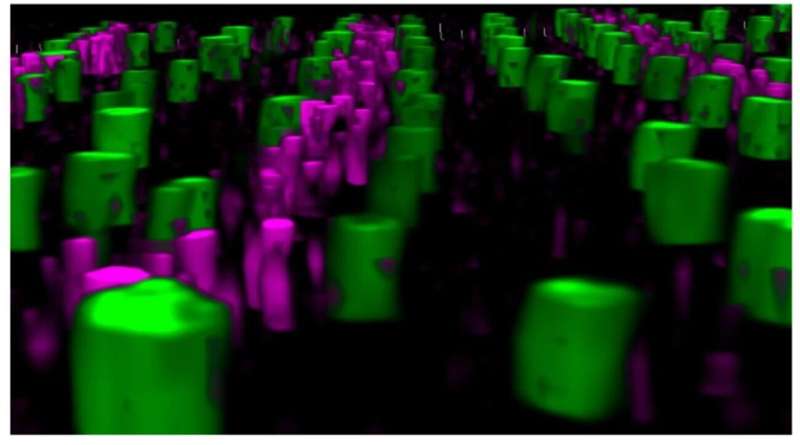 Inside the matrix: Nanoscale patterns revealed within model research organism