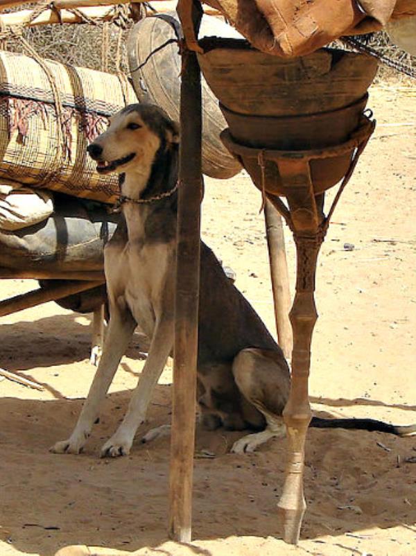 Azawakh_male_grizzle