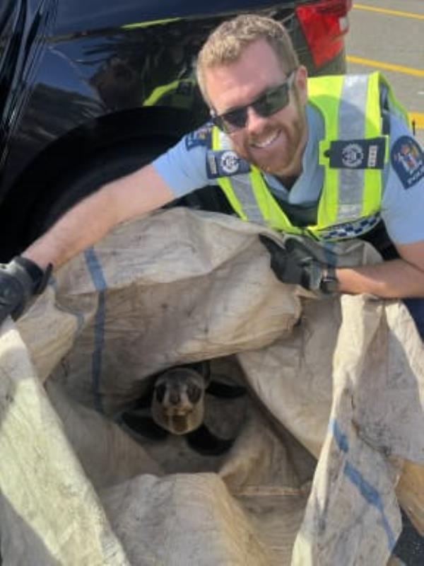 Police have rescued a seal pup who was found wandering on a Tasman highway - o<em></em>nly for it to try escape again and get itself loose in the back of the police car.