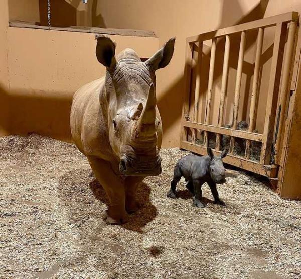 baby rhino