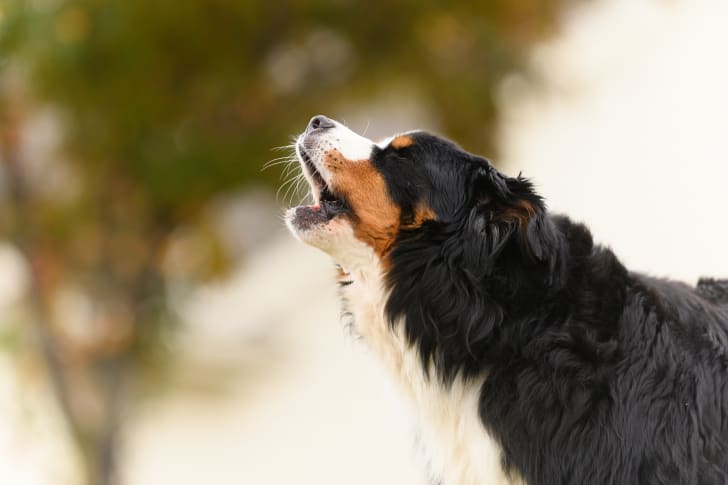 Burmese Mountain Dog barking
