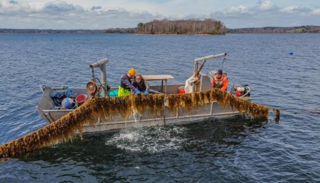 A boat with seaweed draped across it.