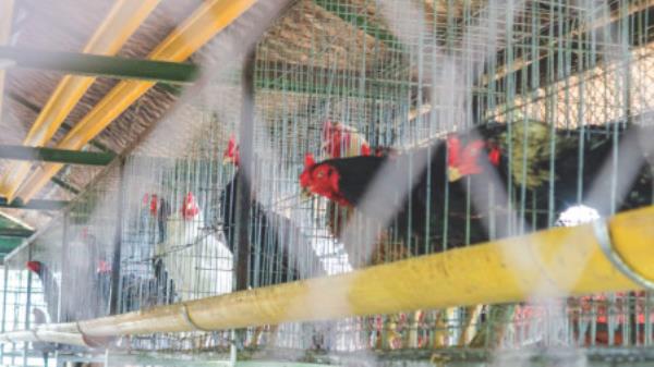 On the side of the facility that is adjacent to the Dhaka-Aricha Highway, there are cows, buffalo, ducks, sheep, ostrich and more. Photo: Masum Billah