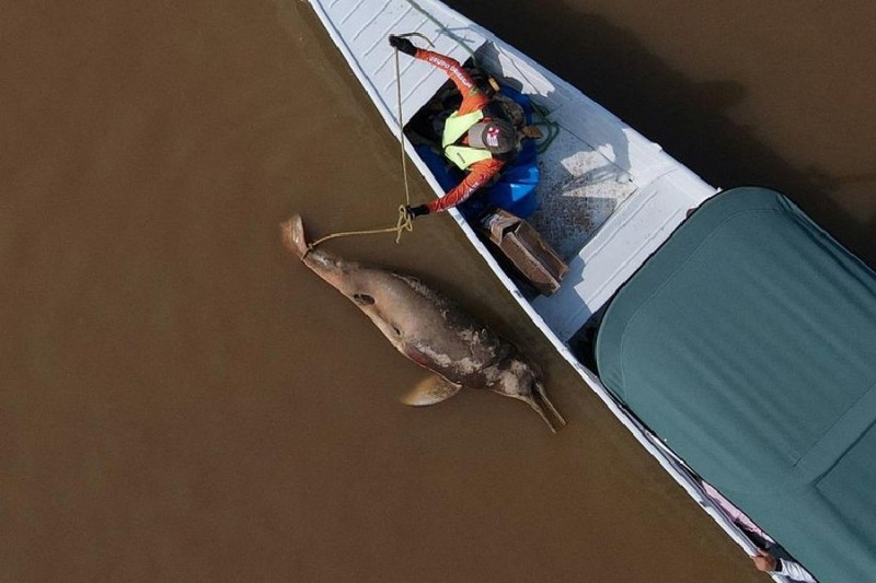 A dead dolphin is seen at the Tefe lake.