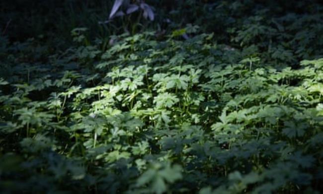 Tealia Scott shows native grasses and grass alternatives growing around Sydney’s inner west.