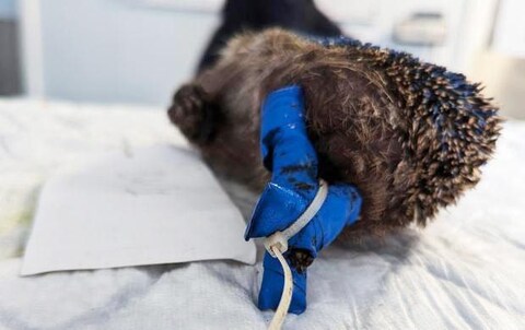 The badly-injured hedgehog had to be put down because vets could not save him.
